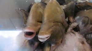 Are they speaking French, I wonder?