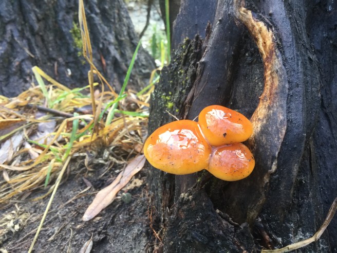 C5D58ECB-B9B1-4F31-8F44-AF05A61A3842