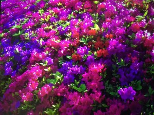 D8F78CDA-C8D3-47DE-872F-41DD90B581C6