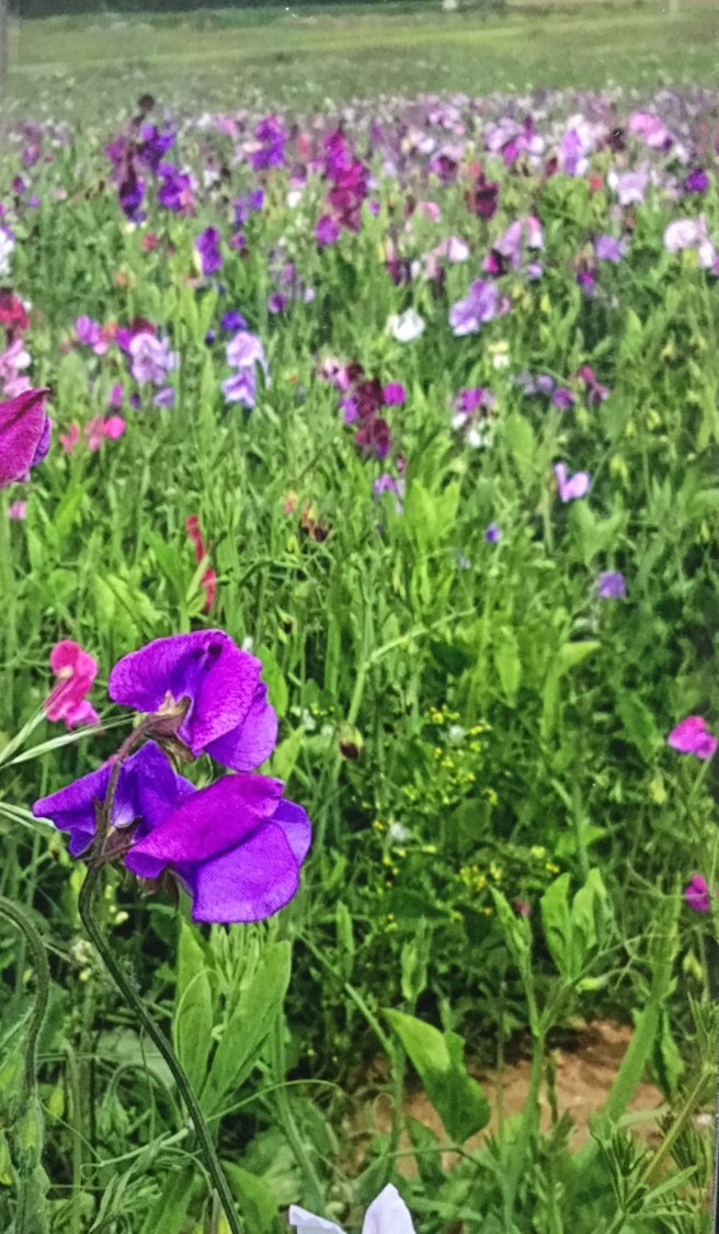 3ED6253E-82F1-43A9-A106-FFA0A4605AD2